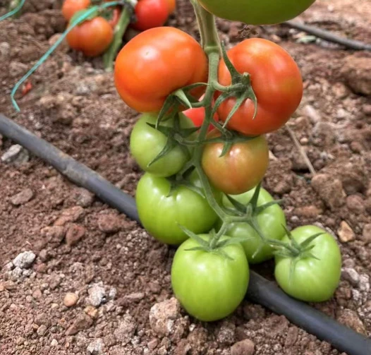 Beef Tomato (TO-45） suppliers