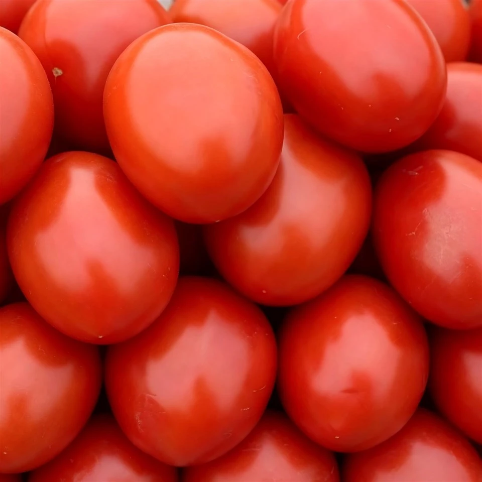 Oval Shape Semi-determinate Hybrid Tomato Planting TO-502(2)