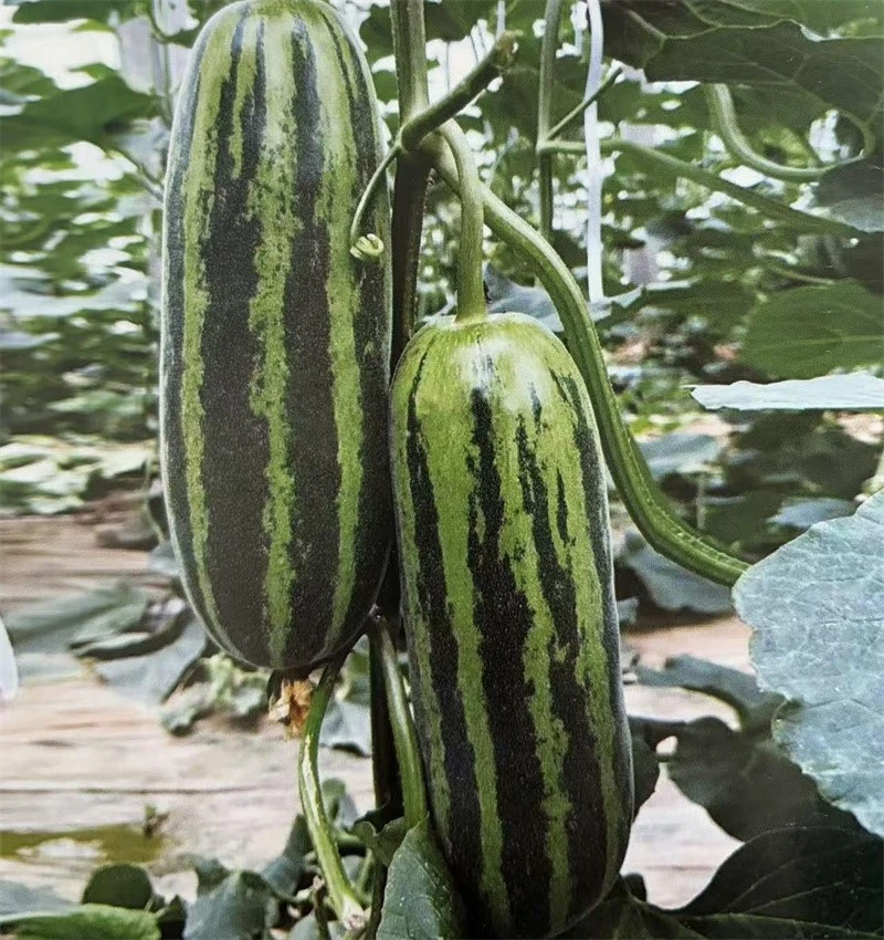 Thin-skinned Melon Hybrid Seeds ME-2431