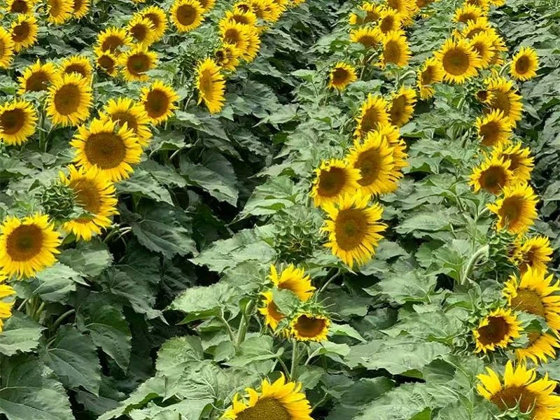Three-Line Hybrid Confectionery Sunflower Seeds SF-961001 Three-Line Hybrid Confectionery Sunflower Seeds SF-961001