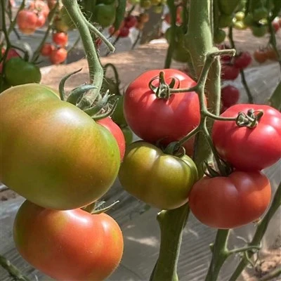 Graines de tomate de steak de bœuf