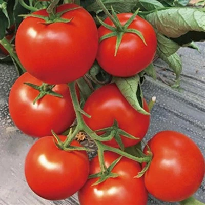 Graines de tomate de boeuf