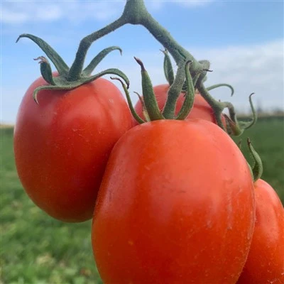 Meilleures graines de tomates Roma