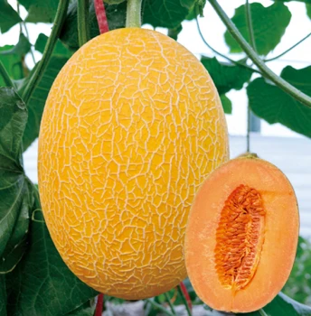 Peau jaune avec filet fin orange -graines de melon à chair rouge ME-011